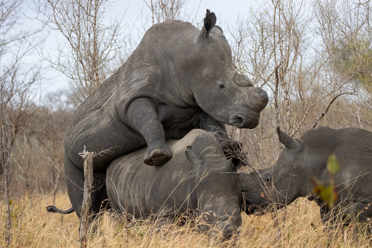 Guests were seen breeding during safari.  Guests were seen breeding during safari.