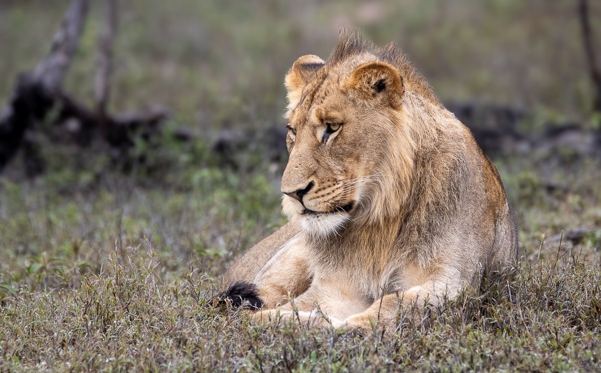 Sabi Sabi Ronald Mutero Msuthlu Lioness