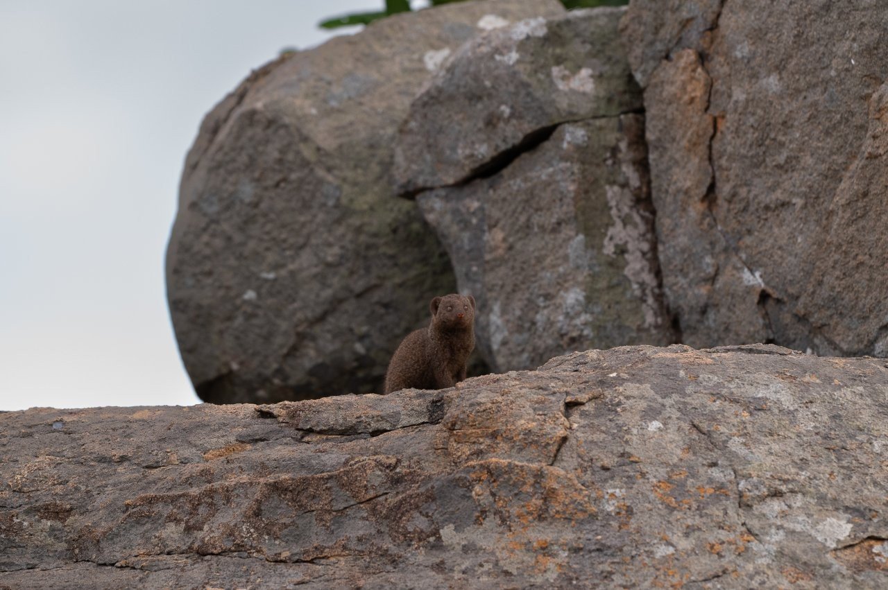 Sabi Sabi Viviane Ladner Dwarf Mongoose