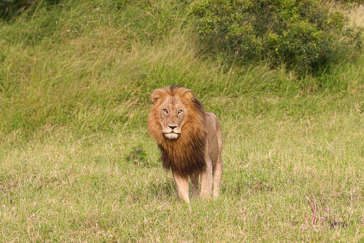 These calls not only alerted us of the kill but also attracted the Gijima males