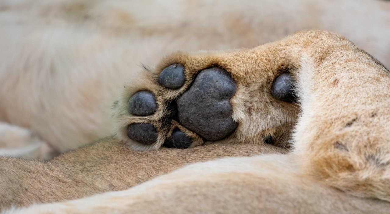 Lion moving through bushveld in warm light, representing the animals he tracked.