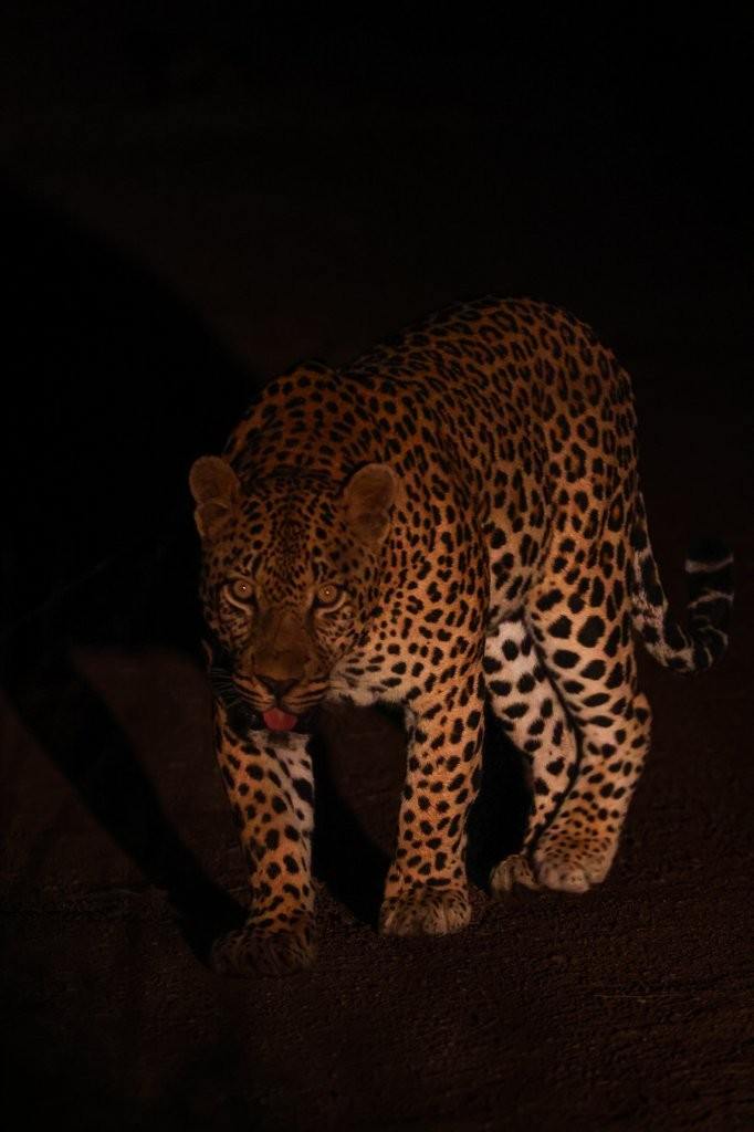 Nsuku young male leopard portrait at night.