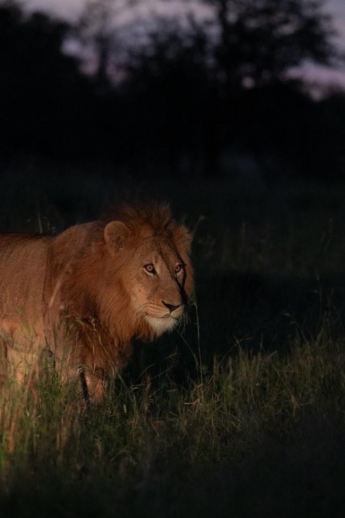 Sabi Sabi Viviane Ladner Lion Pair At Sunset