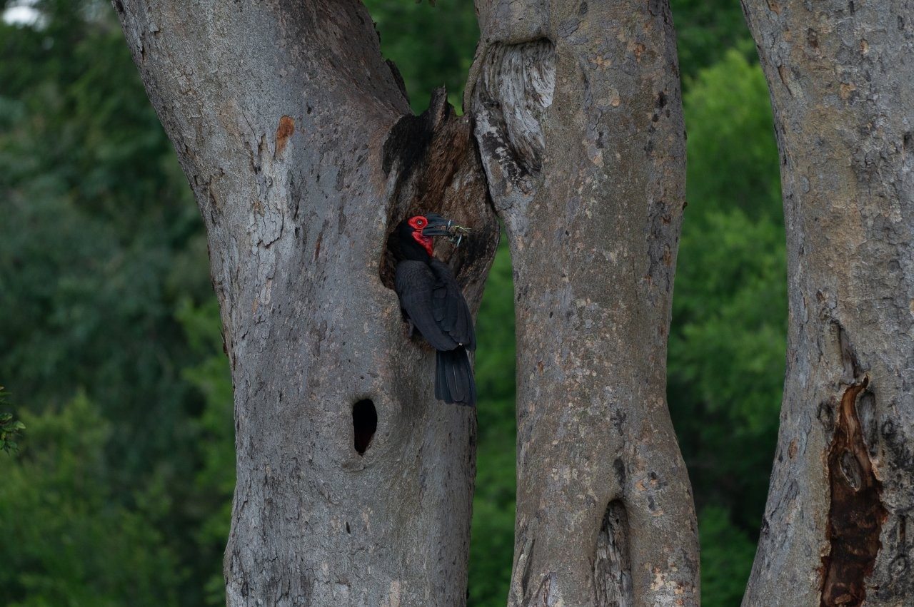 Sabi Sabi Viviane Ladner Southern Ground Hornbill Nesting