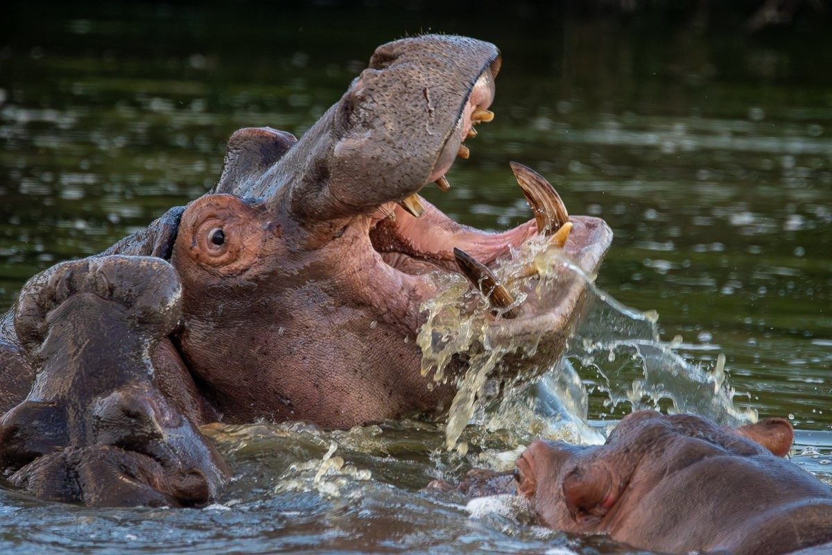 Young hippo calf swimming close to its mother in shallow water.
