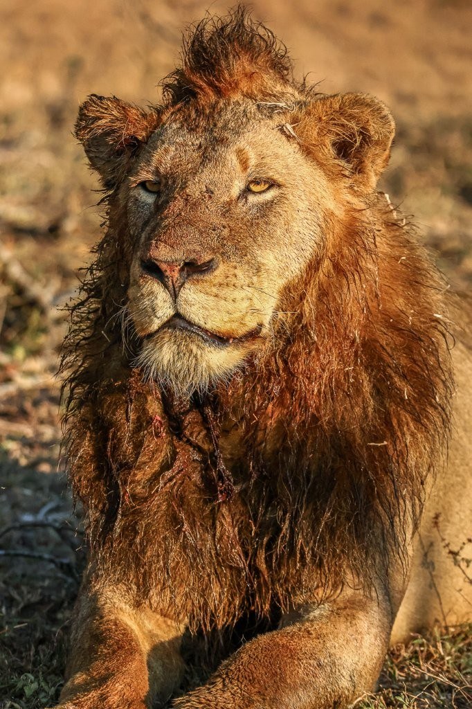 Male lion rests in the sun while keeping watch over a giraffe carcass.