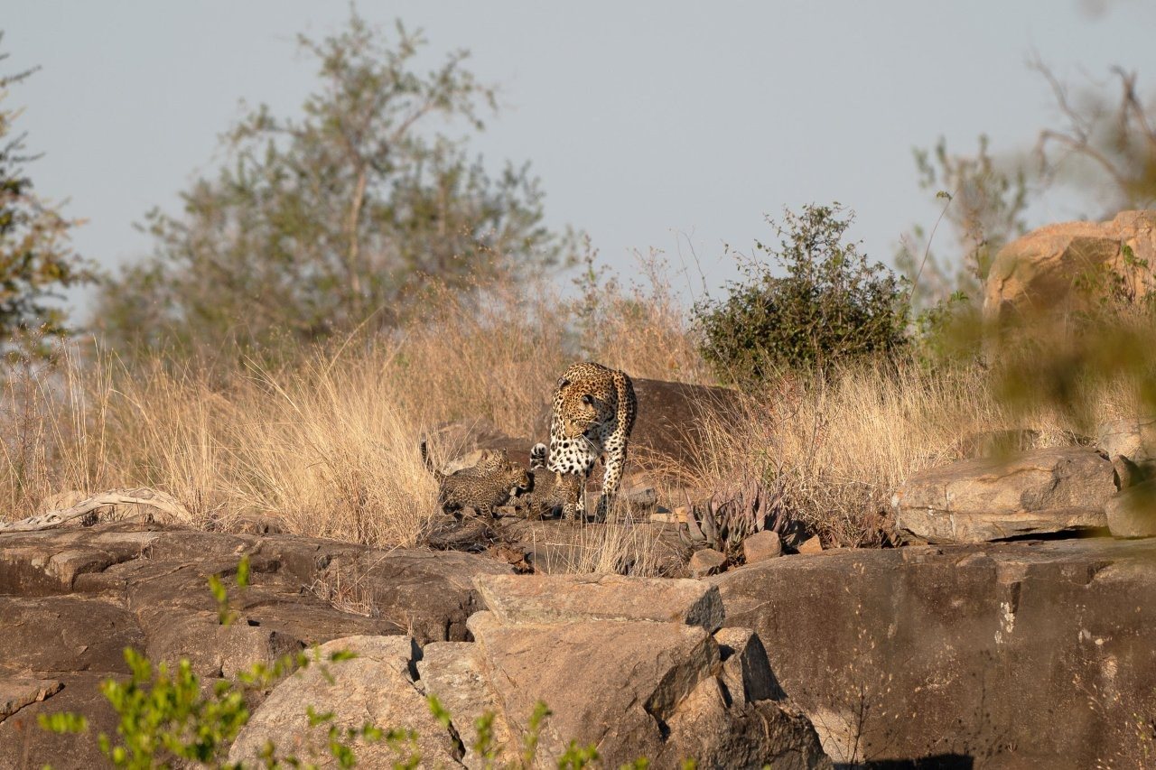 Golonyi and her cubs rest together among boulders in a protected leopard den area.