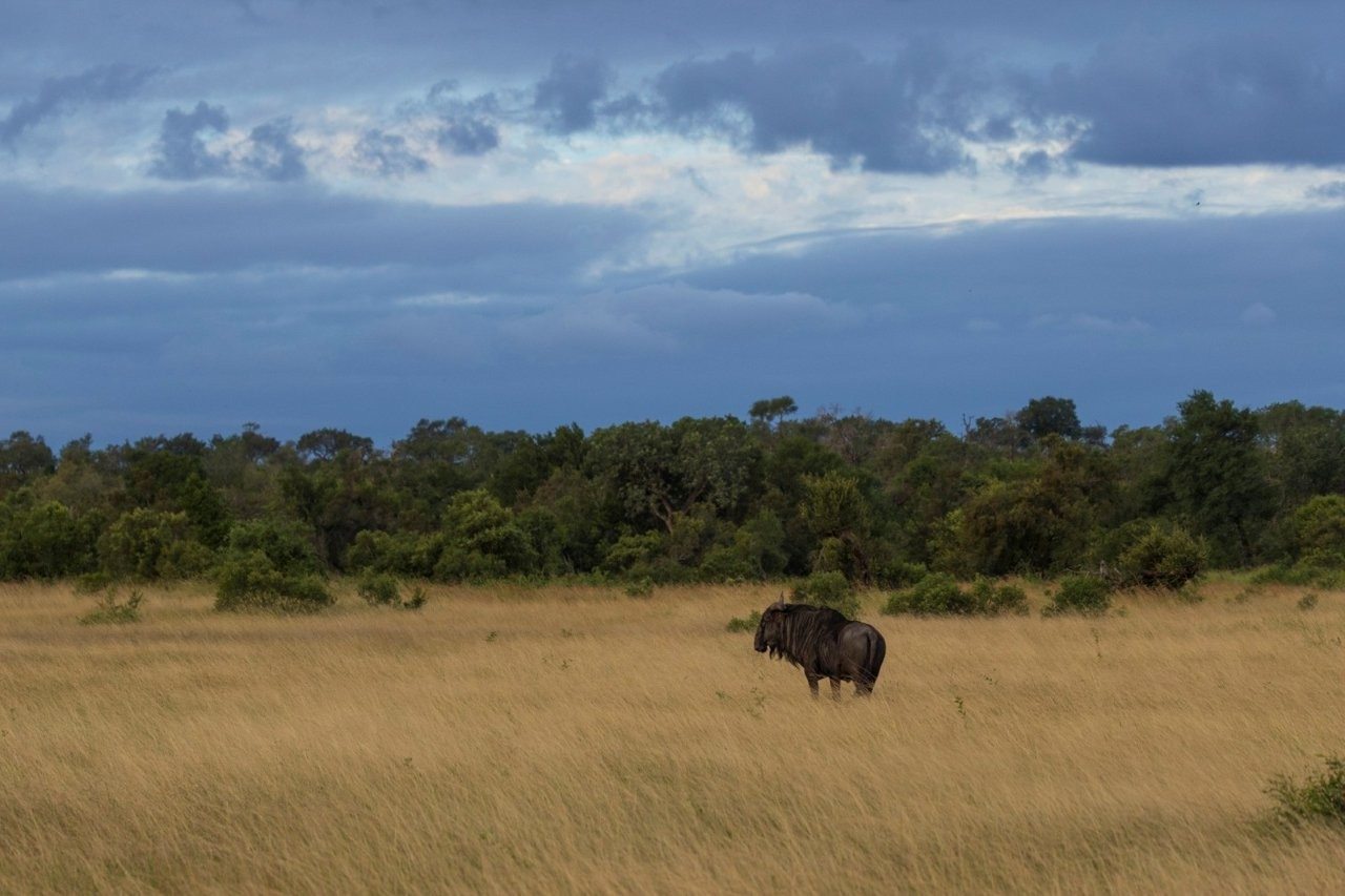 Blue wildebeest bull standing on open plains beneath dramatic storm clouds.