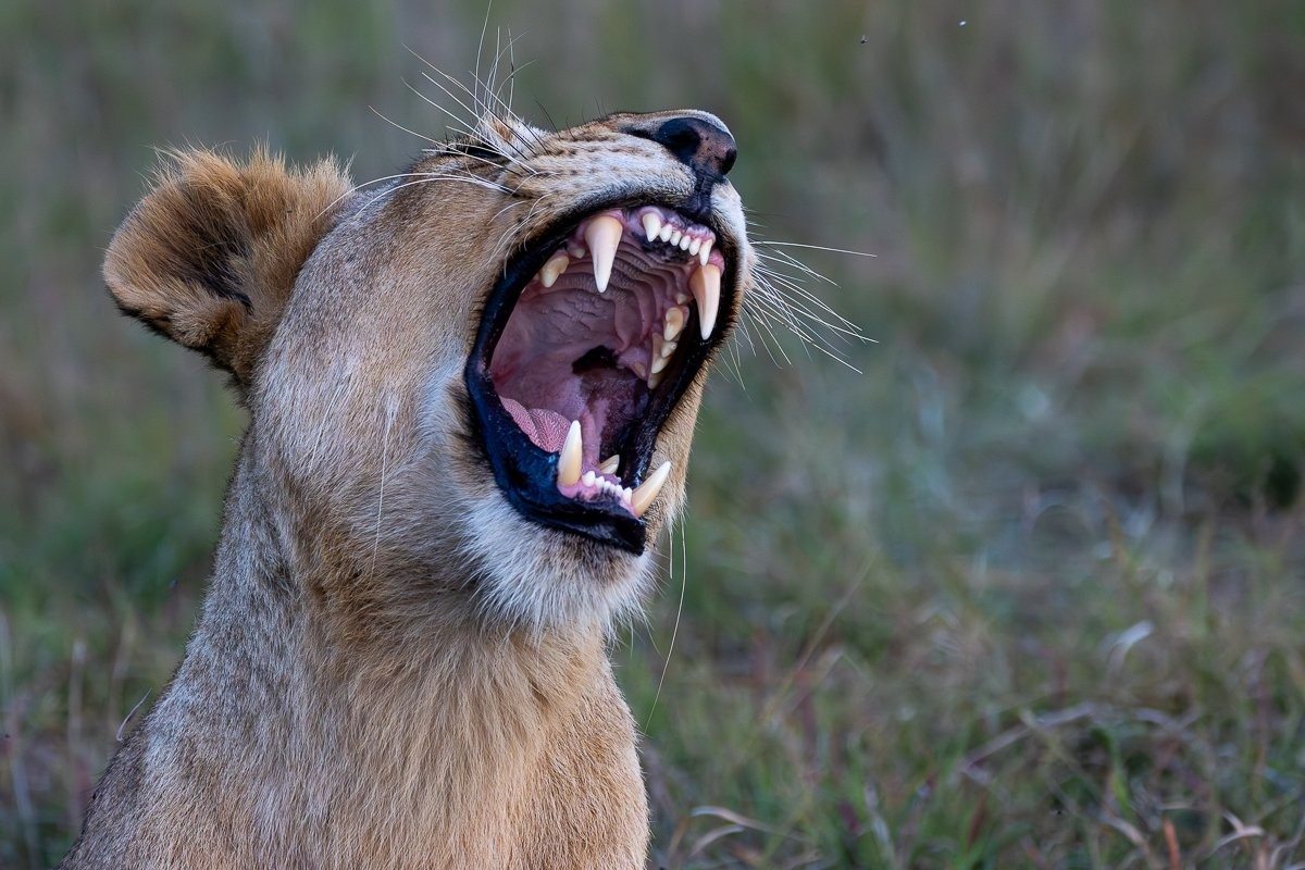 Southern Pride lionesses and N'waswishaka males photographed during the golden hour on safari.