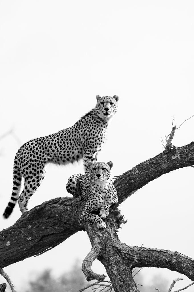 Two young cheetahs keeping watch while resting together in the African bush.