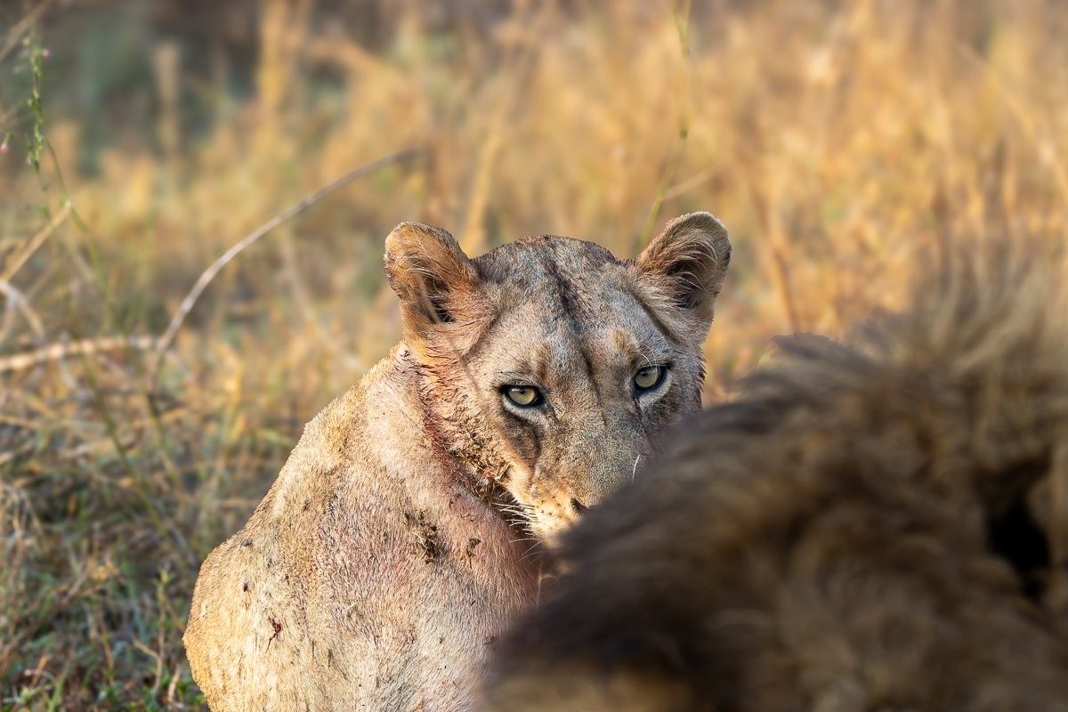 Sabi Sabi Ronald Mutero Nwaswishaka Male Lions Resting In Lowveld Sun Sabi Sabi