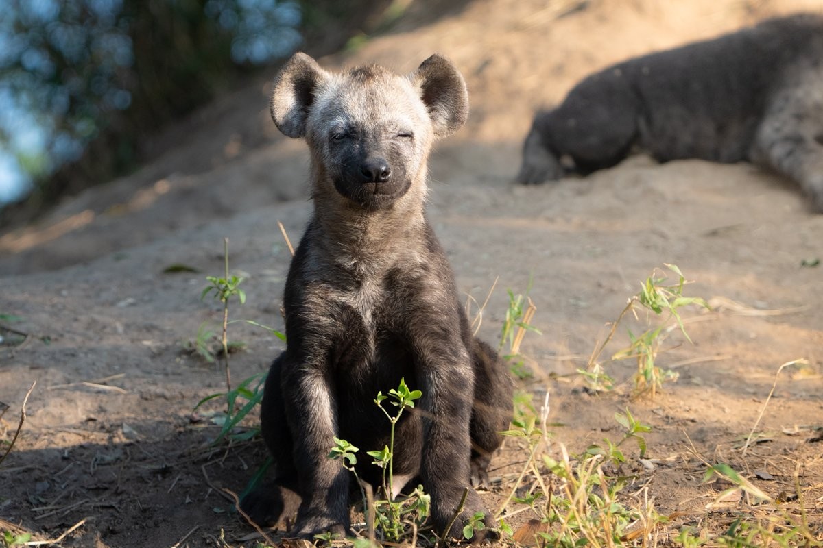 Sabi Sabi Jarrod Oflaherty Spotted Hyena Cubs Running And Playing