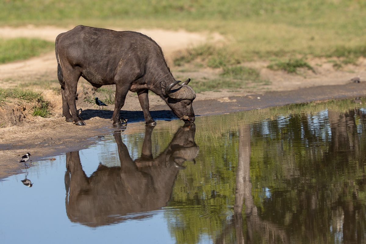 A buffalo quenches its thirst at a water source