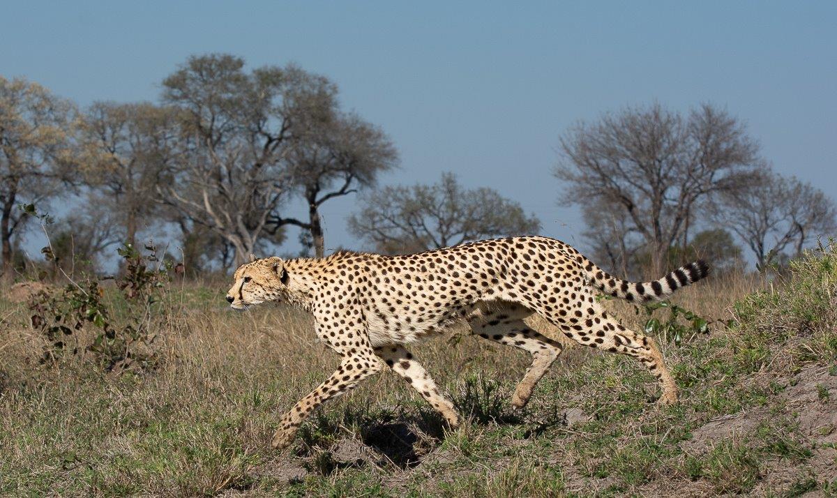Cheetah On The Move Ronald Mutero Cheetah On The Move Ronald Mutero