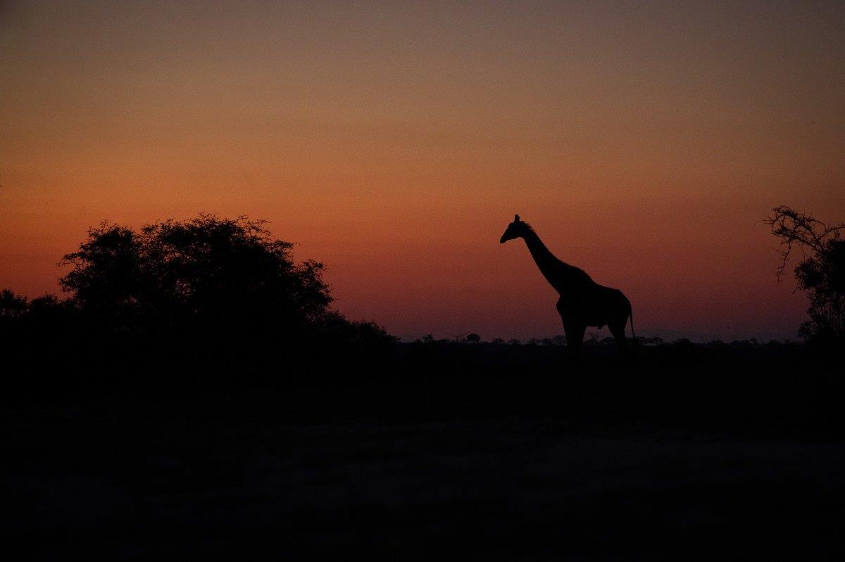 A giraffe is silhouetted in the perfect African sunset. A giraffe is silhouetted in the perfect African sunset.