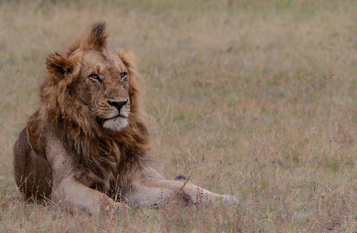 Jason Street Kambula Lion Jason Street Kambula Lion