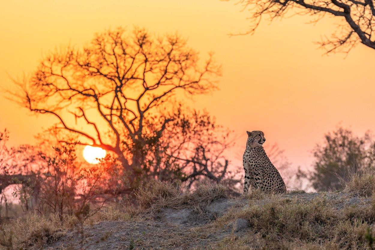 A cheetah at sunset. A cheetah at sunset.