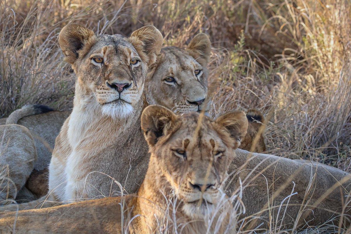 A female lion from the Southern Pride, alert and protective of her cubs while resting.