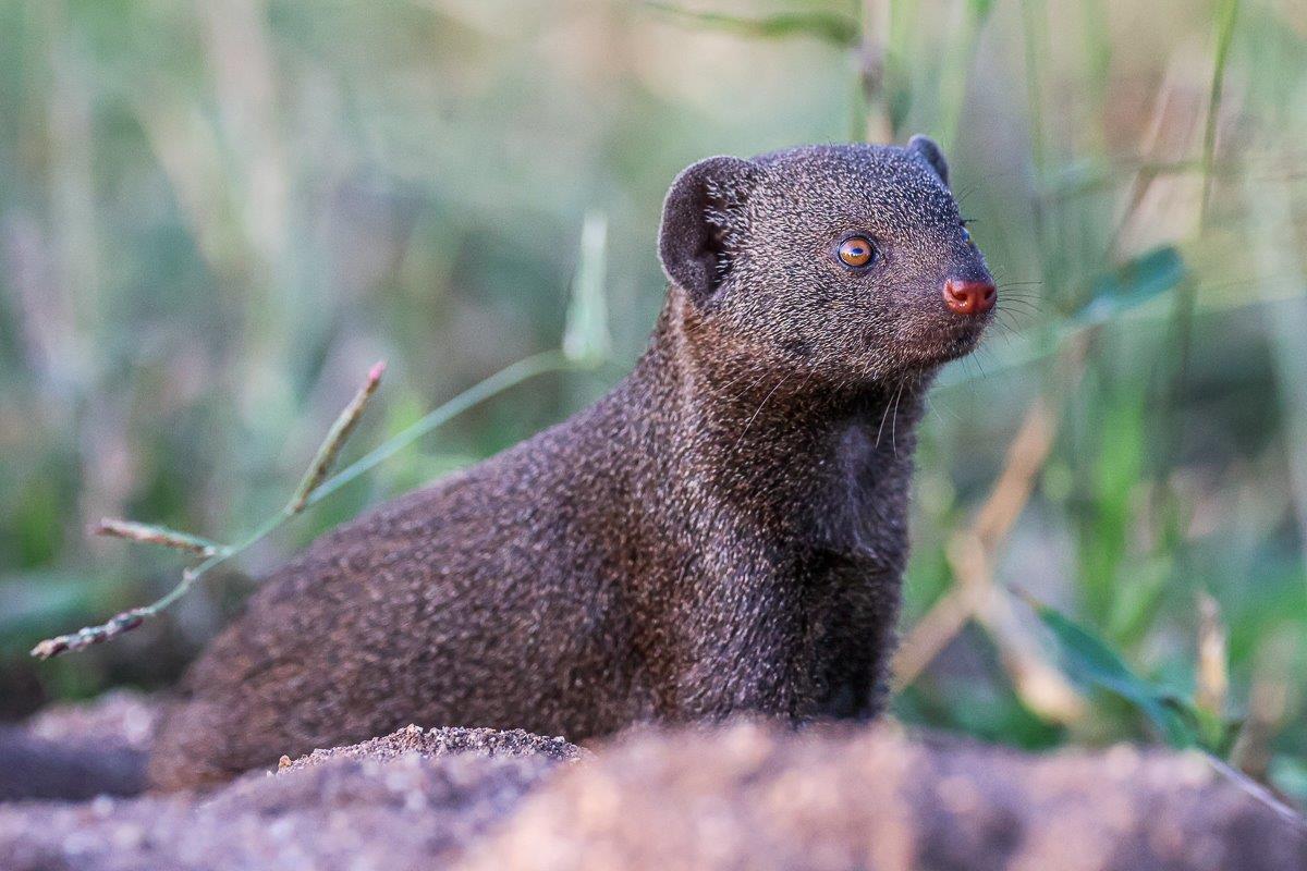 A dwarf mongoose cautiously peering out from its burrow at Sabi Sabi Private Game Reserve. A dwarf mongoose cautiously peering out from its burrow at Sabi Sabi Private Game Reserve.