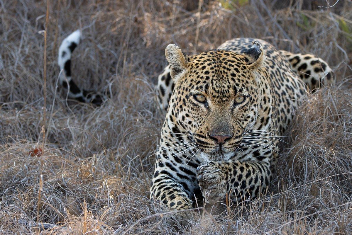 Khulwana male leopard resting after feeding, groomed and content in the shade.