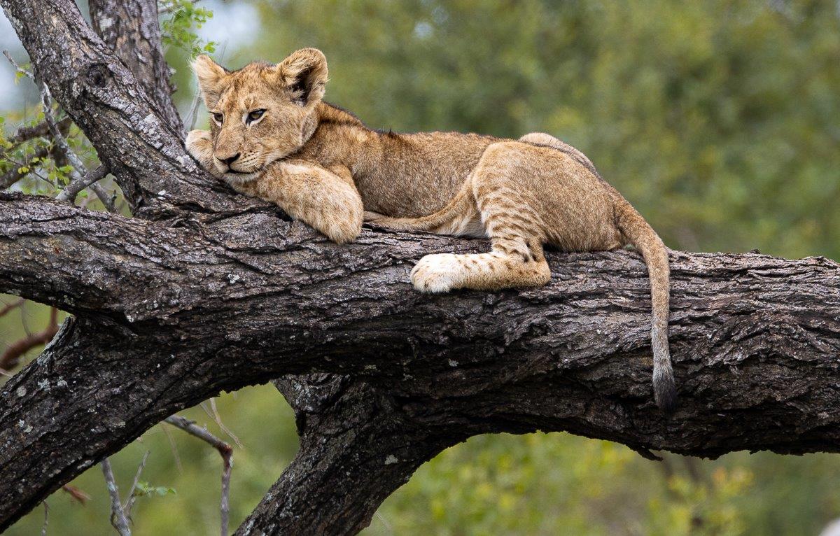 A member of the Msuthlu pride rests on the branch of a tree. A member of the Msuthlu pride rests on the branch of a tree.