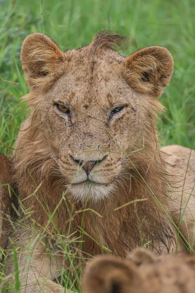 Sabi Sabi Ruan Mey Kambula Male Lion