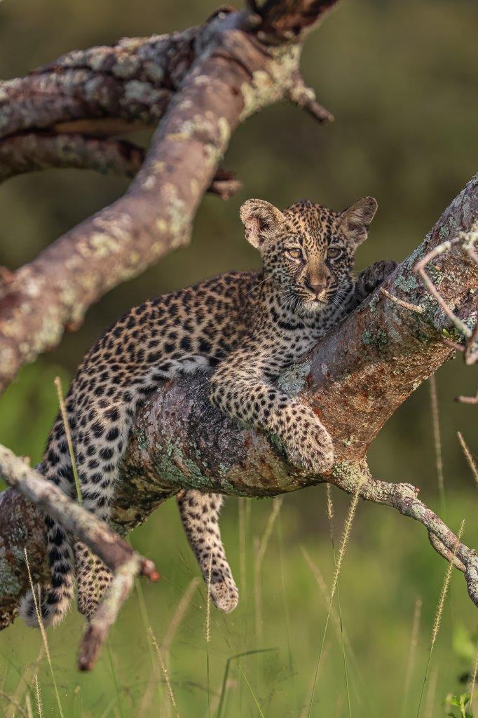 Sabi Sabi Jan Nel Golonyi Cub Sabi Sabi Jan Nel Golonyi Cub