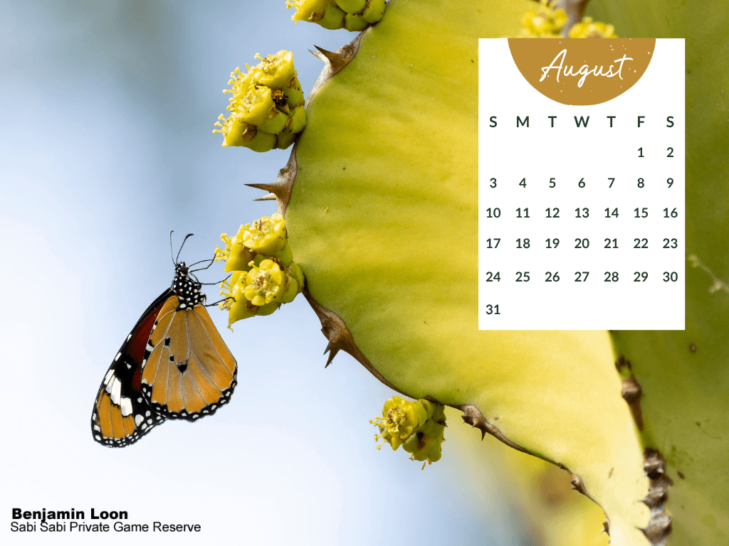 Sabi Sabi   Desktop Calendar   Aug 2025