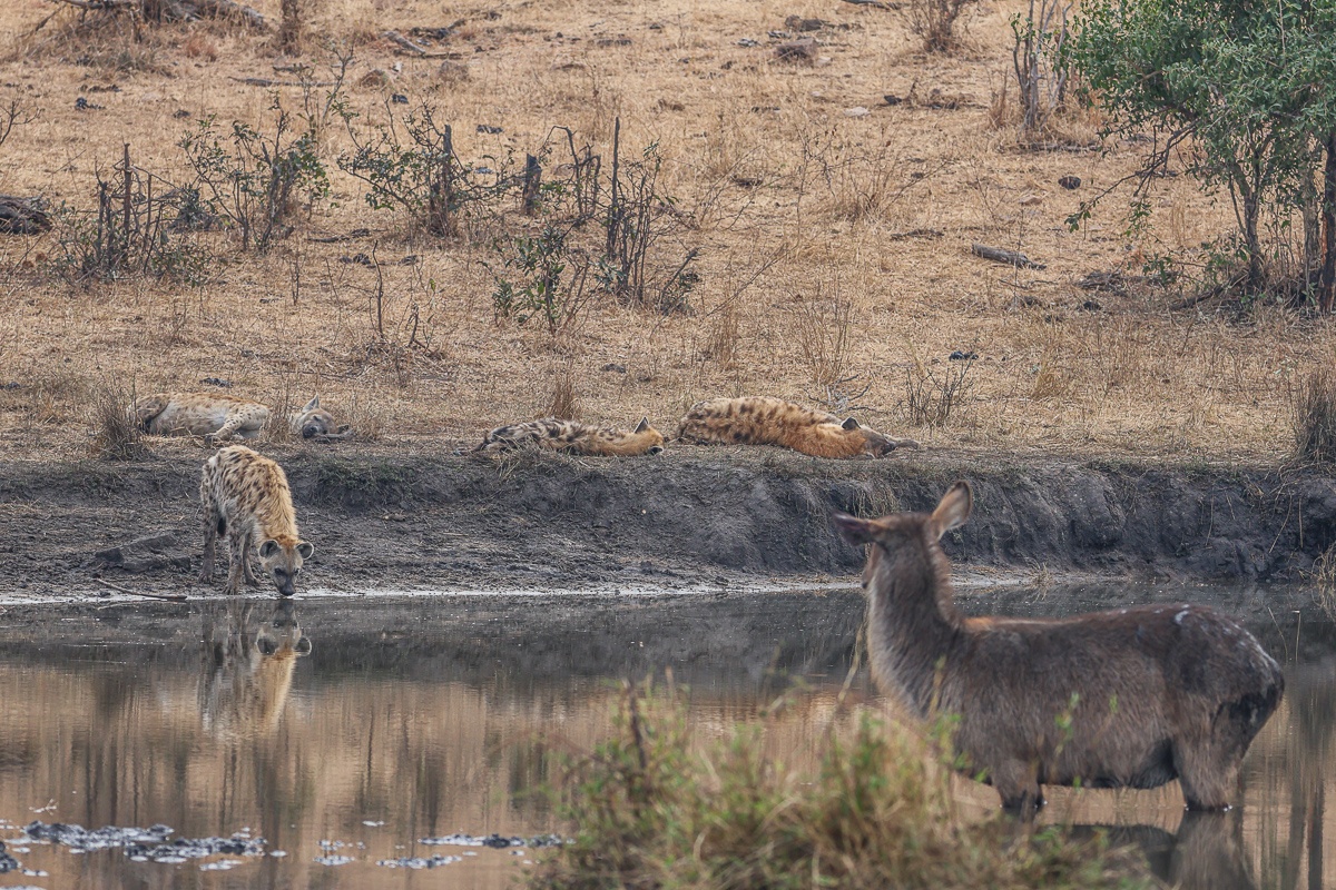 Sabi Sabi Ruan Mey Hyena Waterbuck At Waterhole Sabi Sabi Ruan Mey Hyena Waterbuck At Waterhole