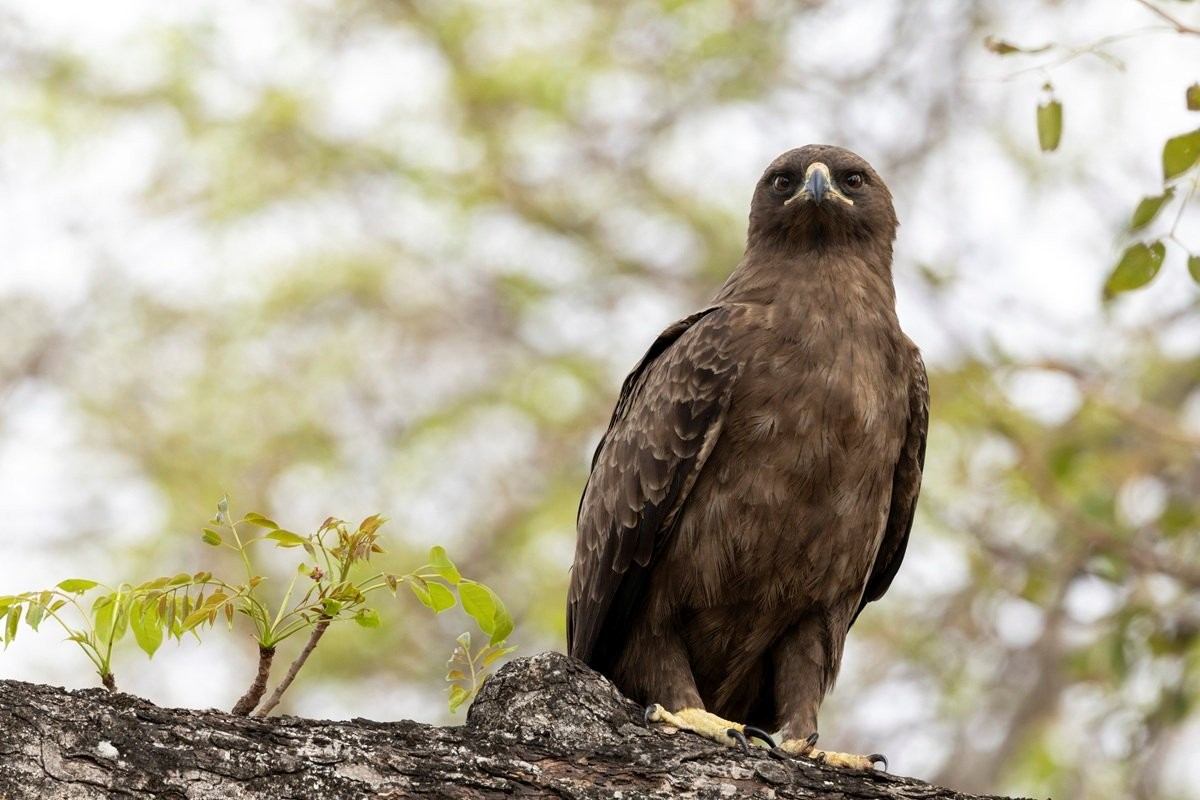 A Wahlberg's eagle perches in a tree. A Wahlberg's eagle perches in a tree.