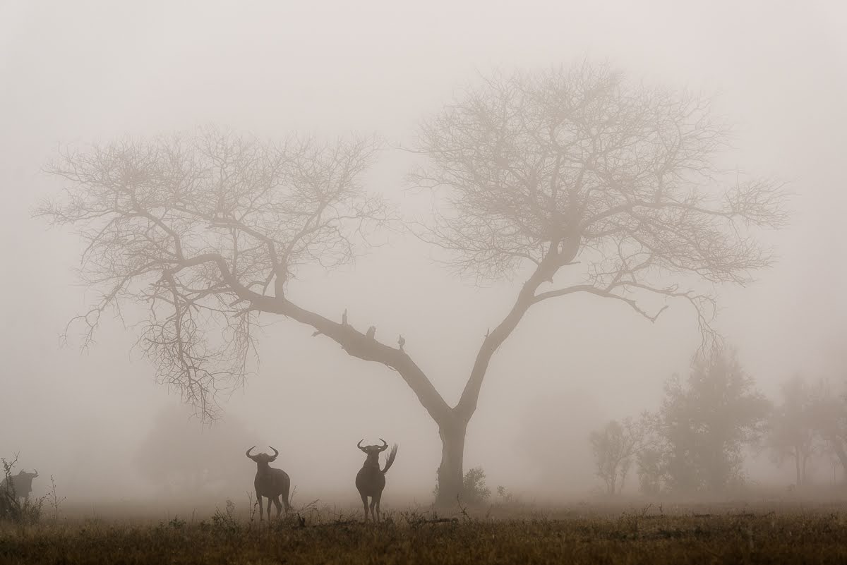 Blue wildebeest spotted through the mist during an early morning game drive.