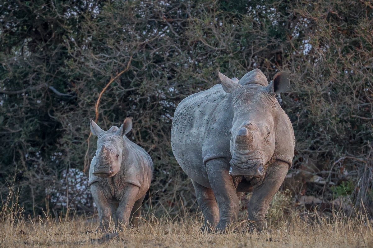 Mother and baby rhino in the bushveld