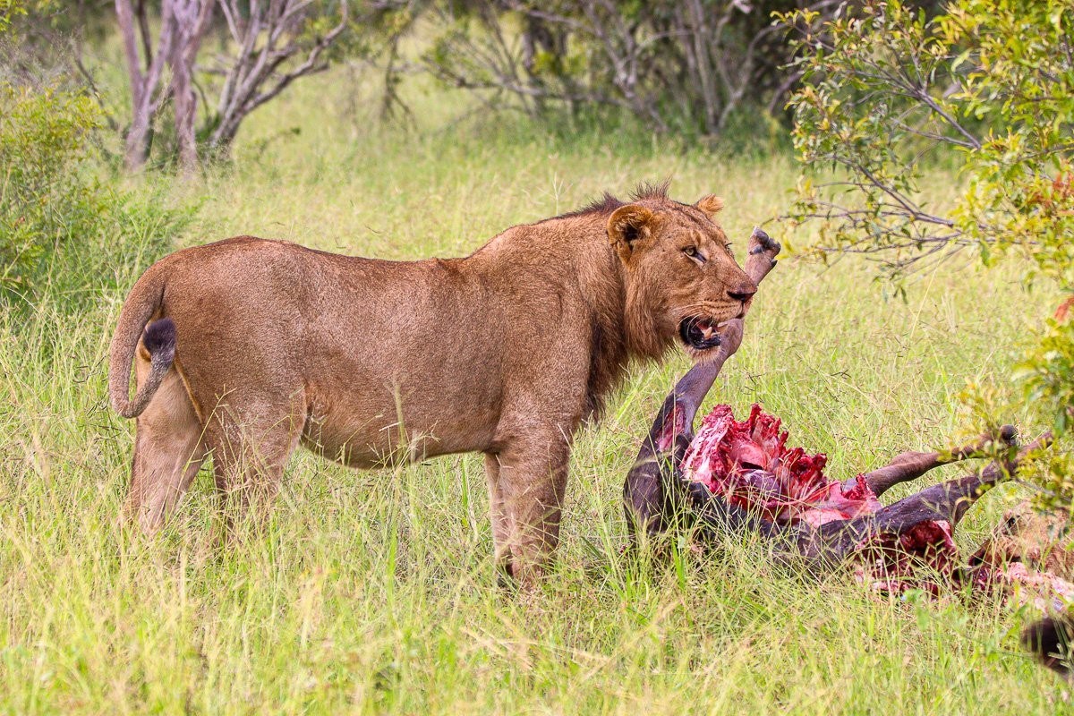 Sabi Sabi Jana Du Plessis Msuthlu