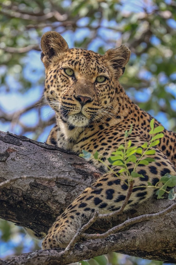Sabi Sabi Ruan Mey Golonyi Female Leopard