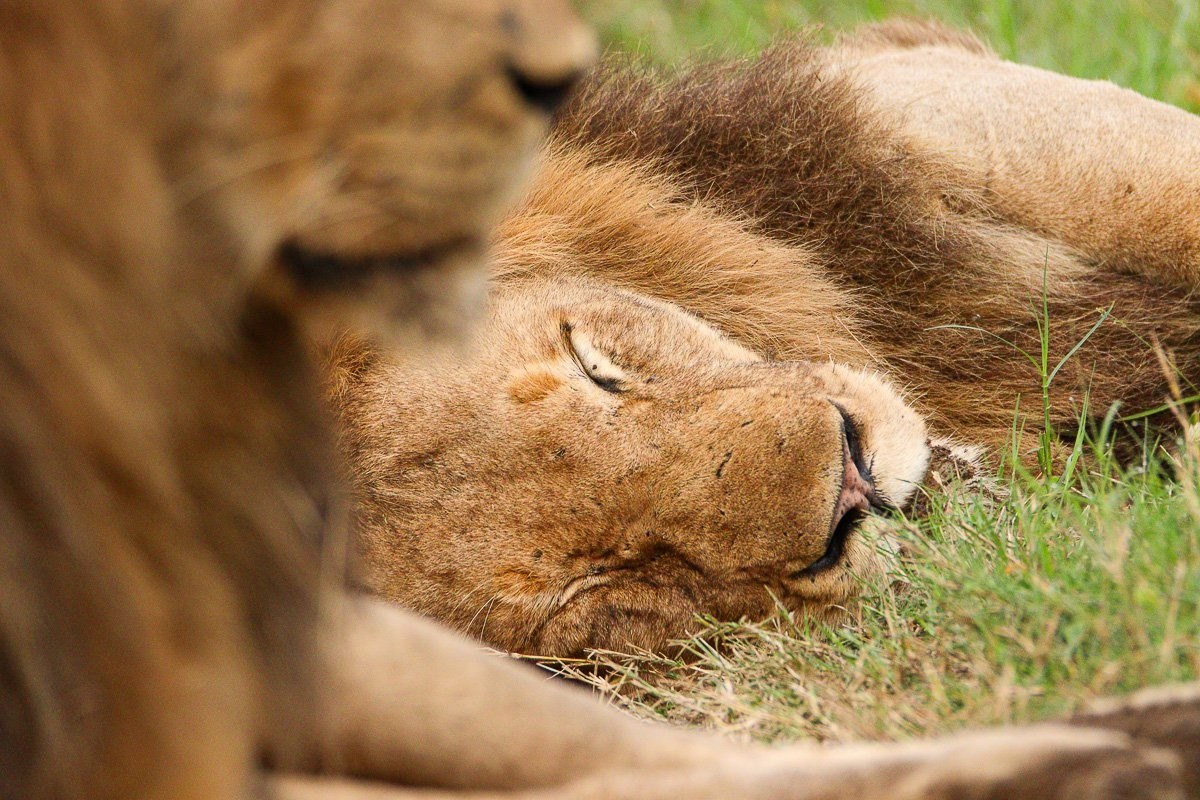 Sabi Sabi Jana Du Plessis Nwaswishaka Lions Resting Road
