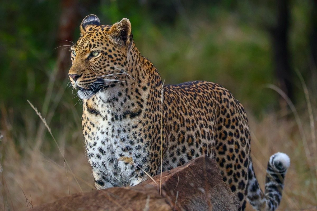 Golonyi female leopard approaching the rocky outcrop used as her den site