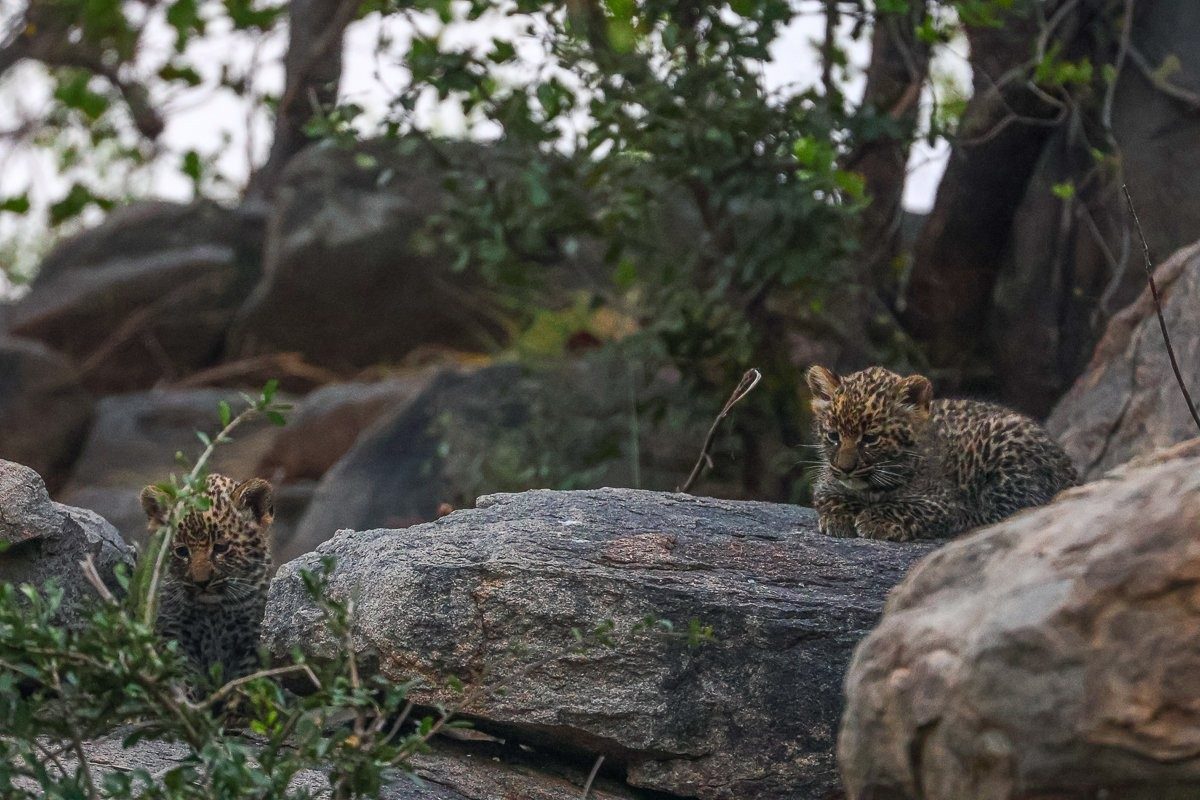 Sabi Sabi Ruan Mey Golonyi Cub Rocky Hideaway