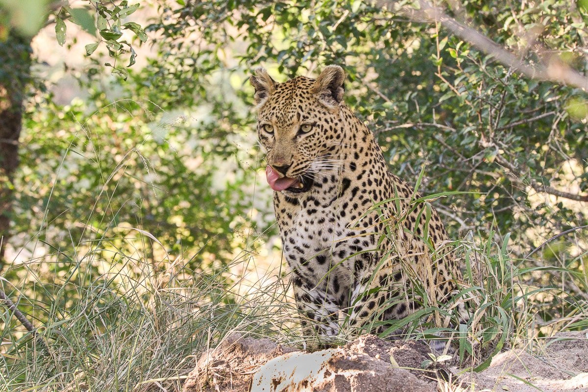 Ntsumi female leopard grooming herself beside a termite mound after losing a kill to hyenas.