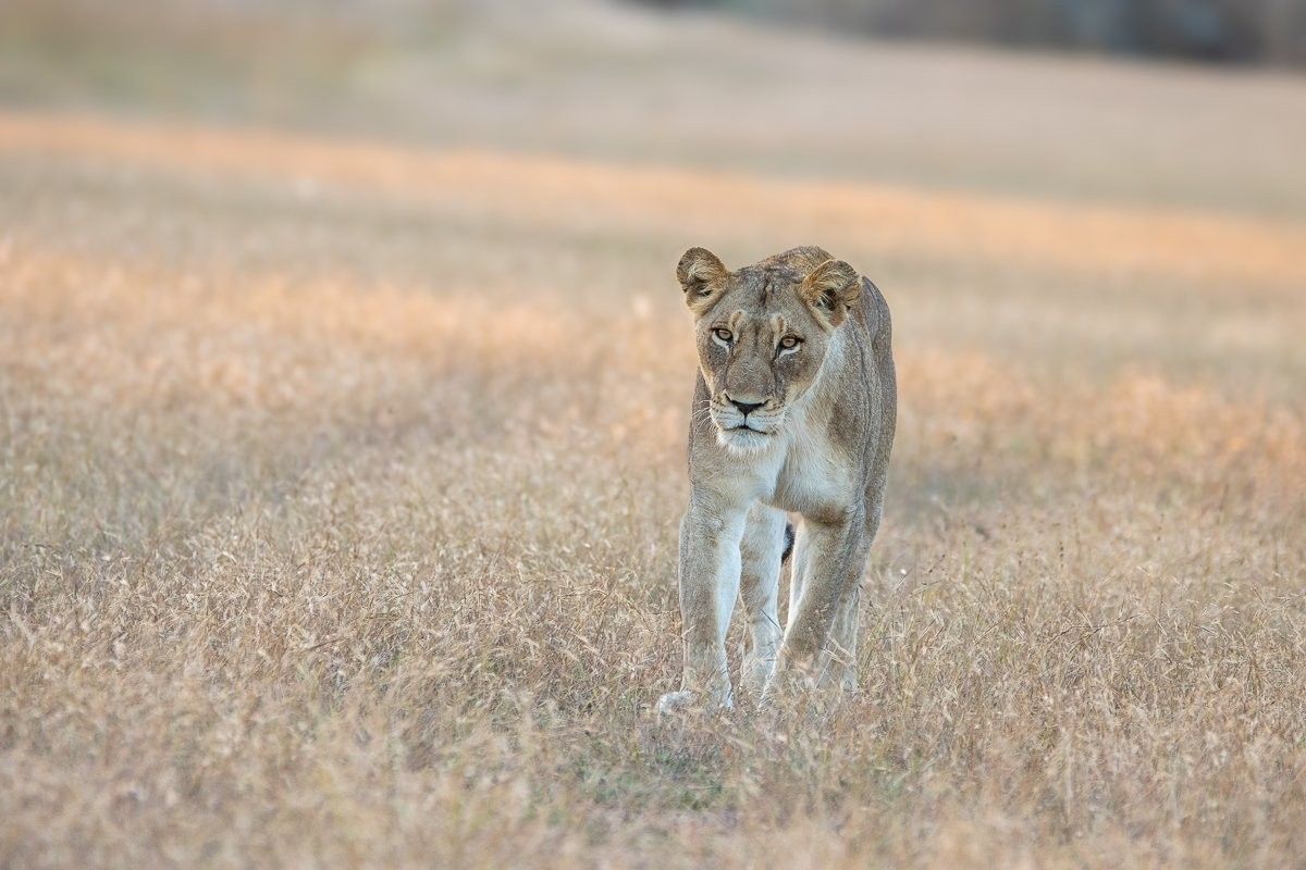 Msuthlu Pride moving cautiously through southern territory.