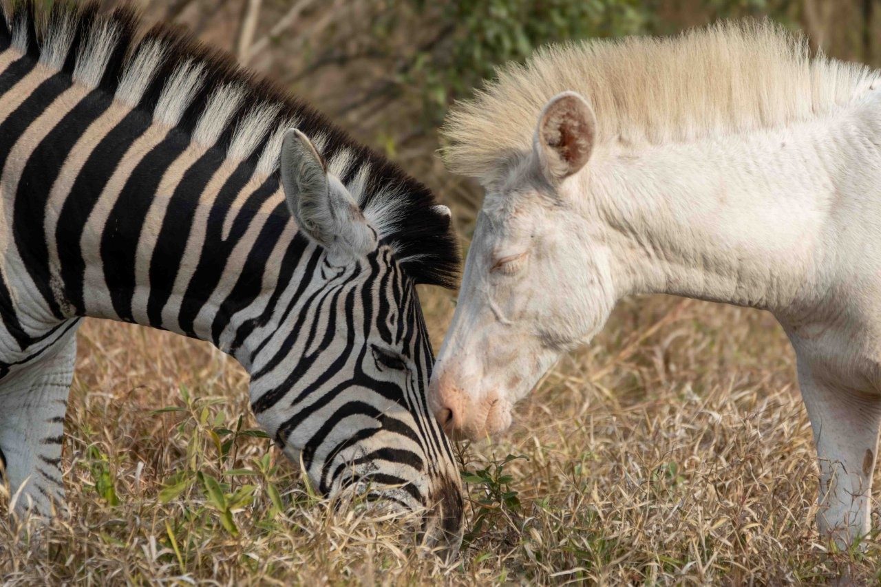 Sabi Sabi Ronald Mutero White Zebra Among Zebra Herd
