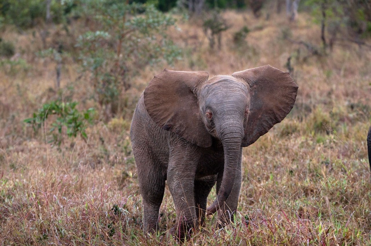 Sabi Sabi Viviane Ladner Albino Elephant Calf With Herd 2