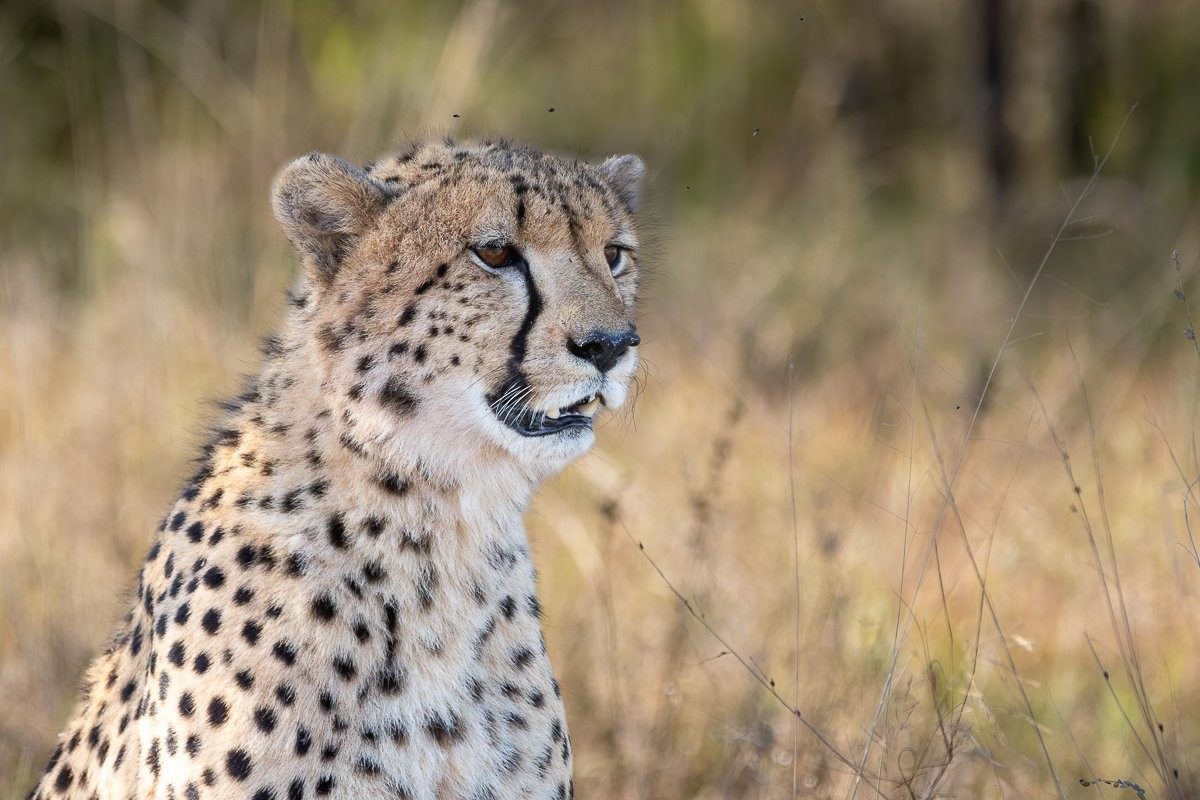 Independent cheetah moving through the bushveld.