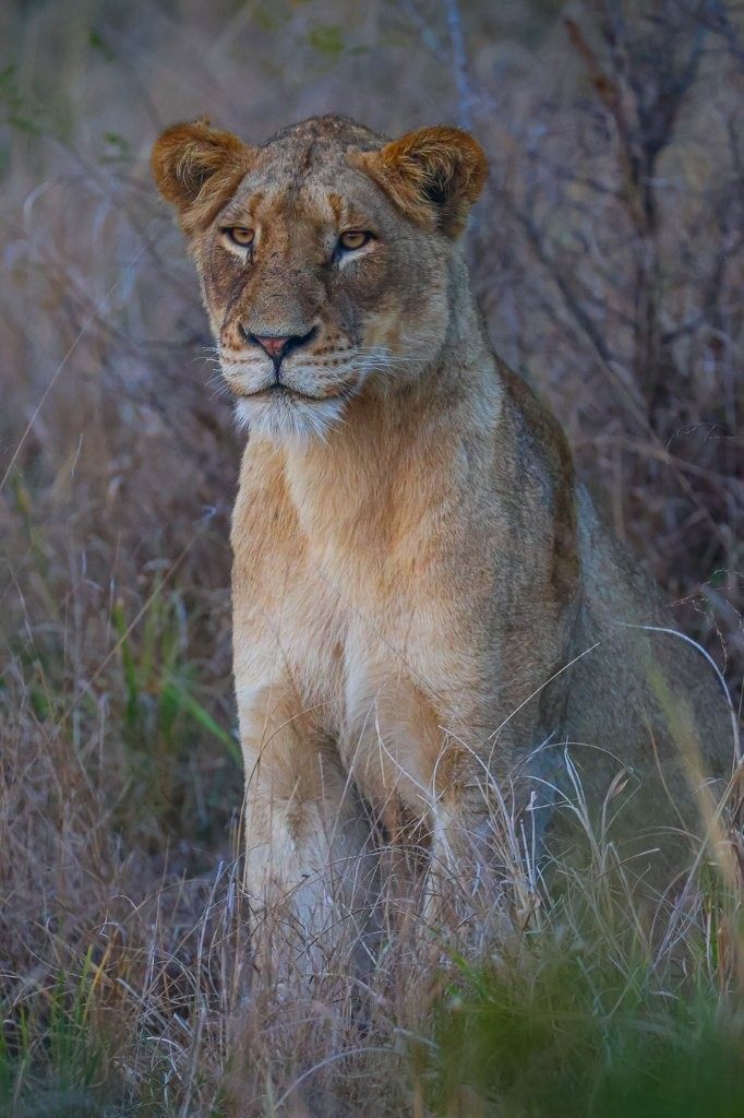 Msuthlu Pride lionesses stalking a buffalo herd across the northern plains of Sabi Sabi.