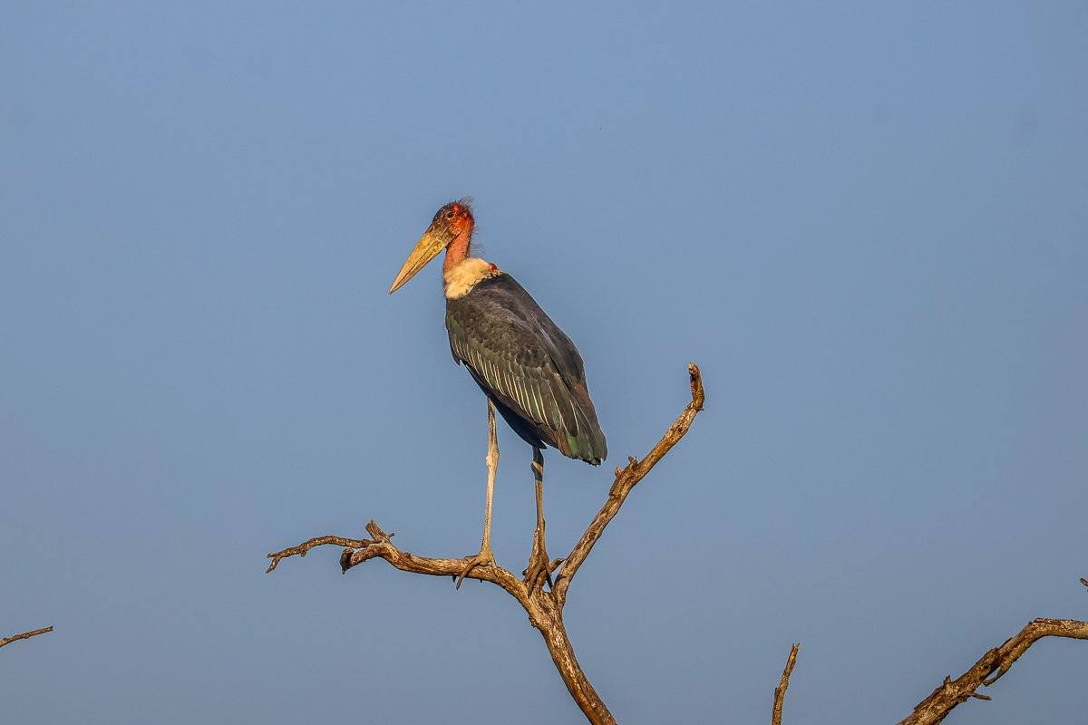 Marabou stork perched in a dead tree in the late afternoon
