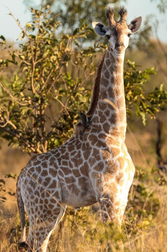 Young giraffe calf staying close to its mother