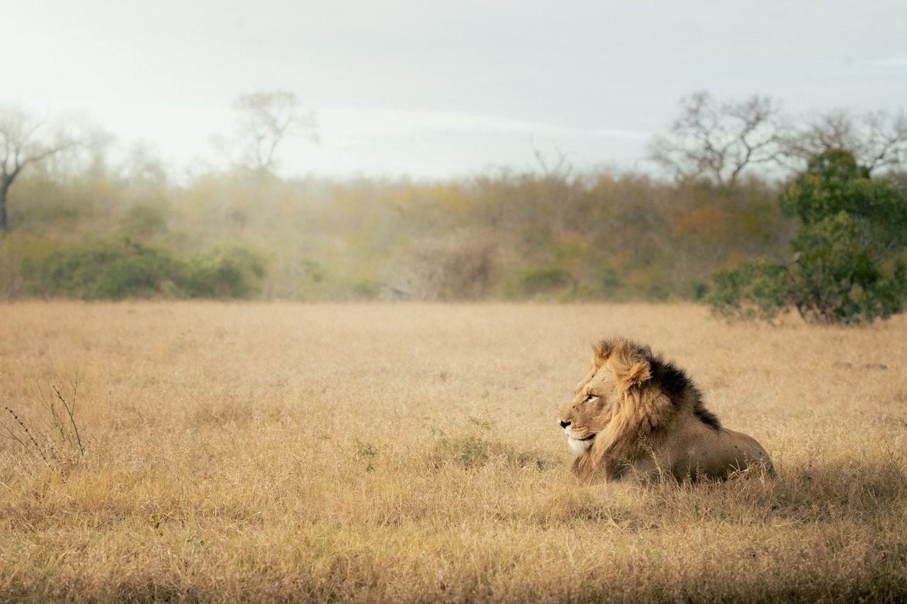 N’waswishaka male lion resting in the morning sunlight