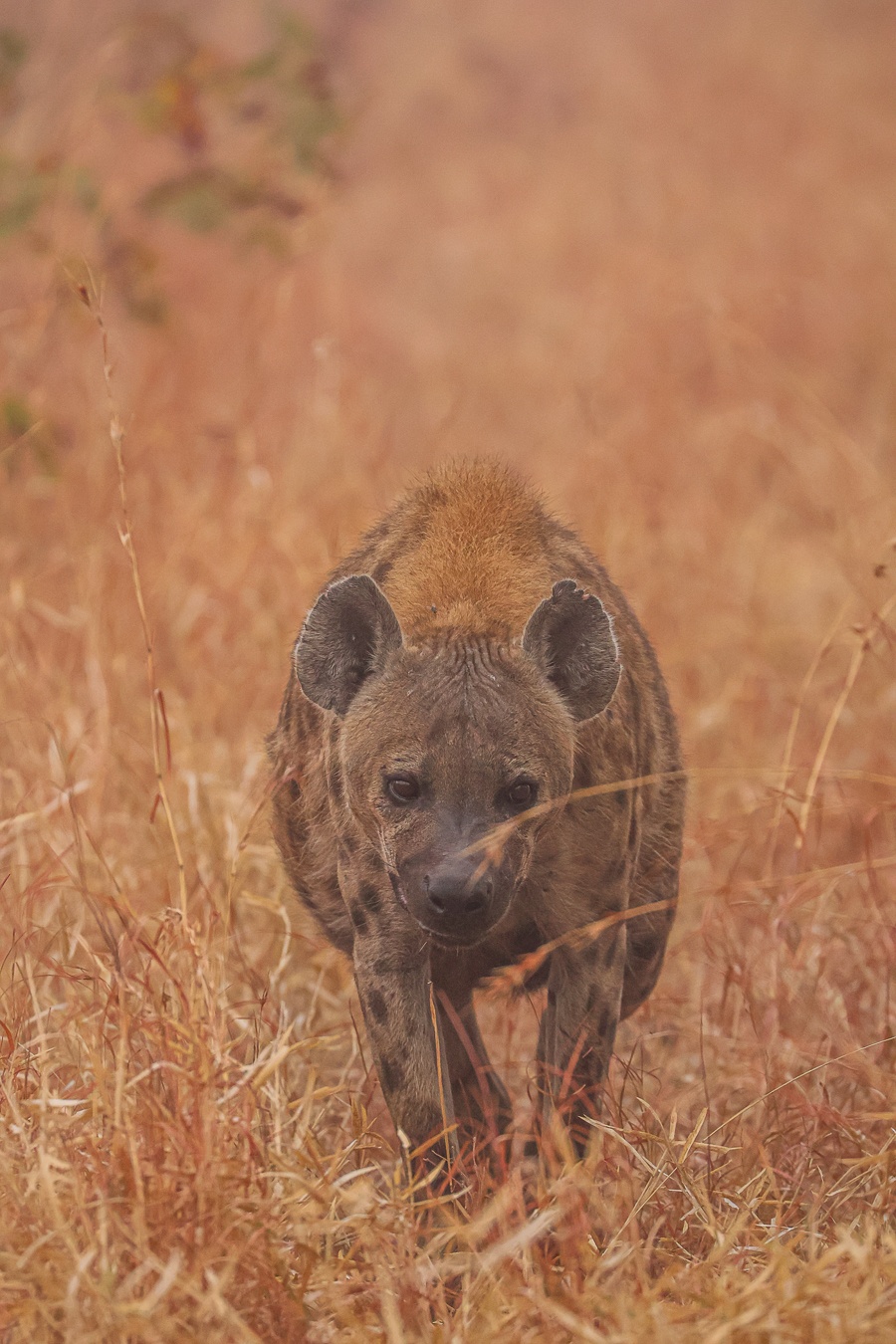 Spotted hyena observing its surroundings