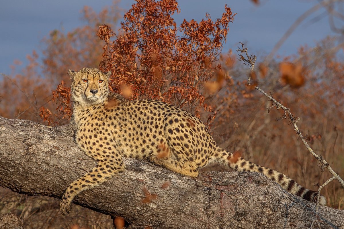 Young male cheetah resting on tree, with his head alert. 