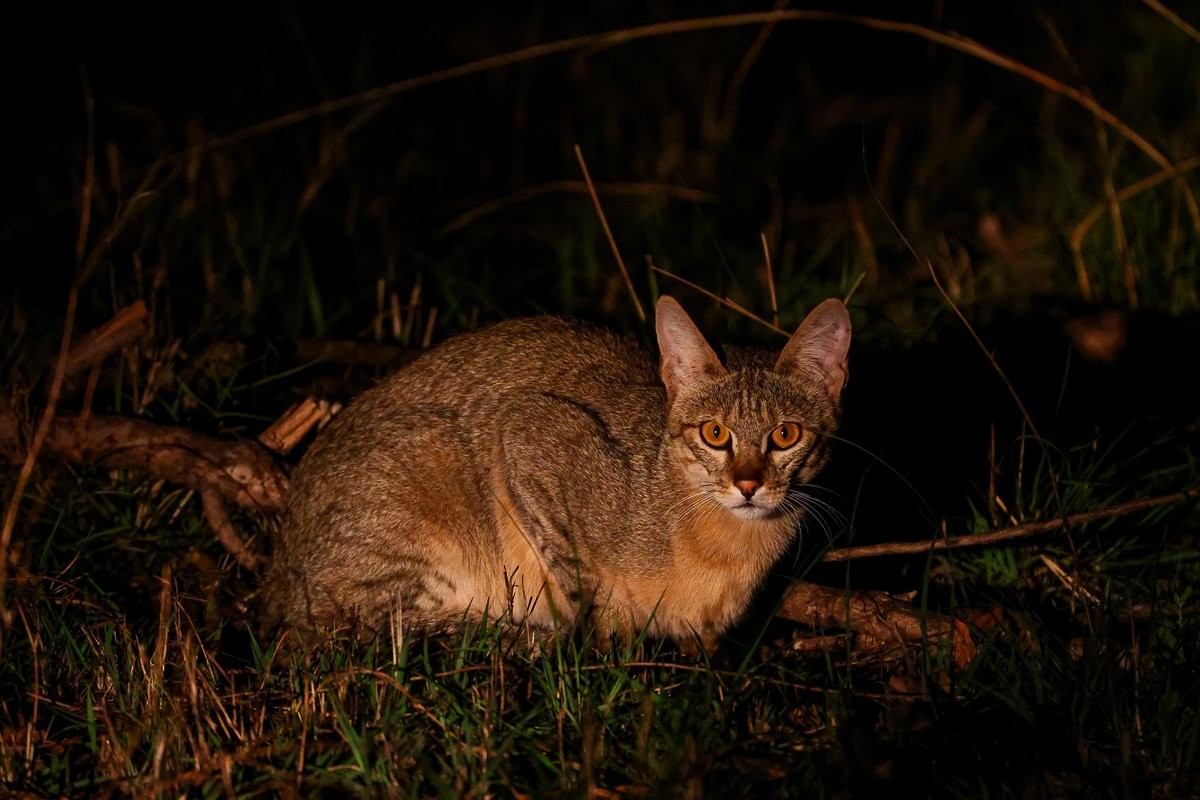 African wild cat moving through fresh green vegetation in a previously burnt area.