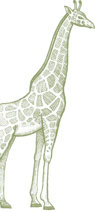 Bgt Green Giraffe Bgt Green Giraffe